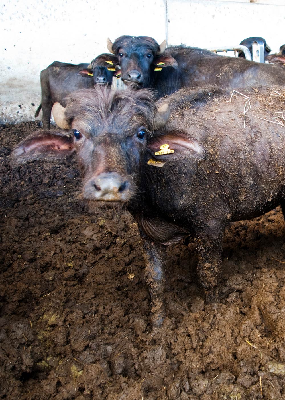 Snout,farmed animal,Landscape,Event,Soil