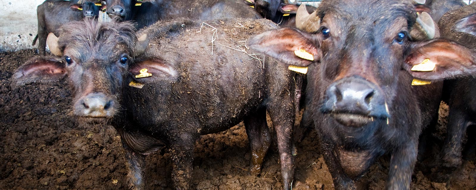 Buffalos