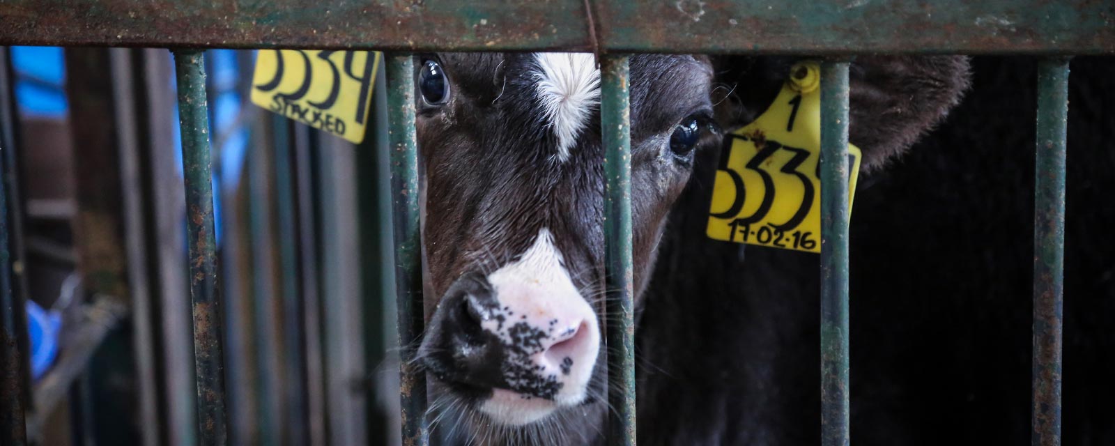 Snout,farmed animal,Whiskers,Cage,Animal shelter,Fang