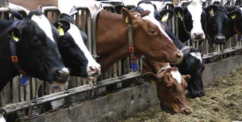 Cows on factory farm