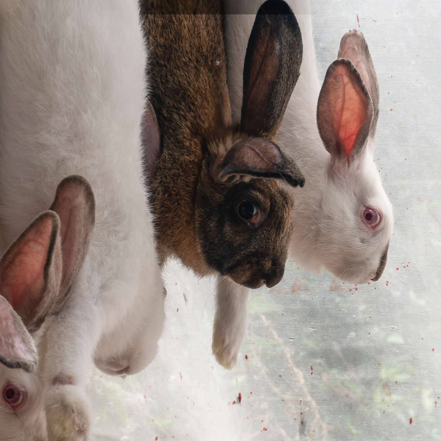 Mexico Rabbit Investigation 2024