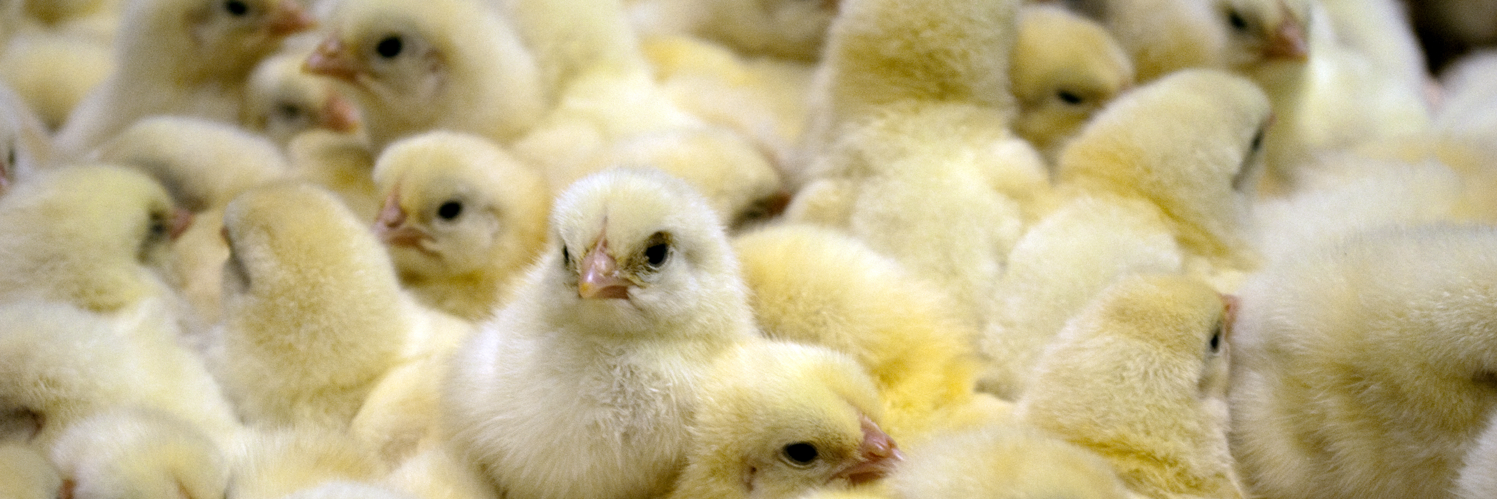 Bird,White,Beak,Feather,Chicken,farmed animal,Water bird