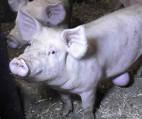 Snout,Domestic pig,farmed animal,Event,Grass