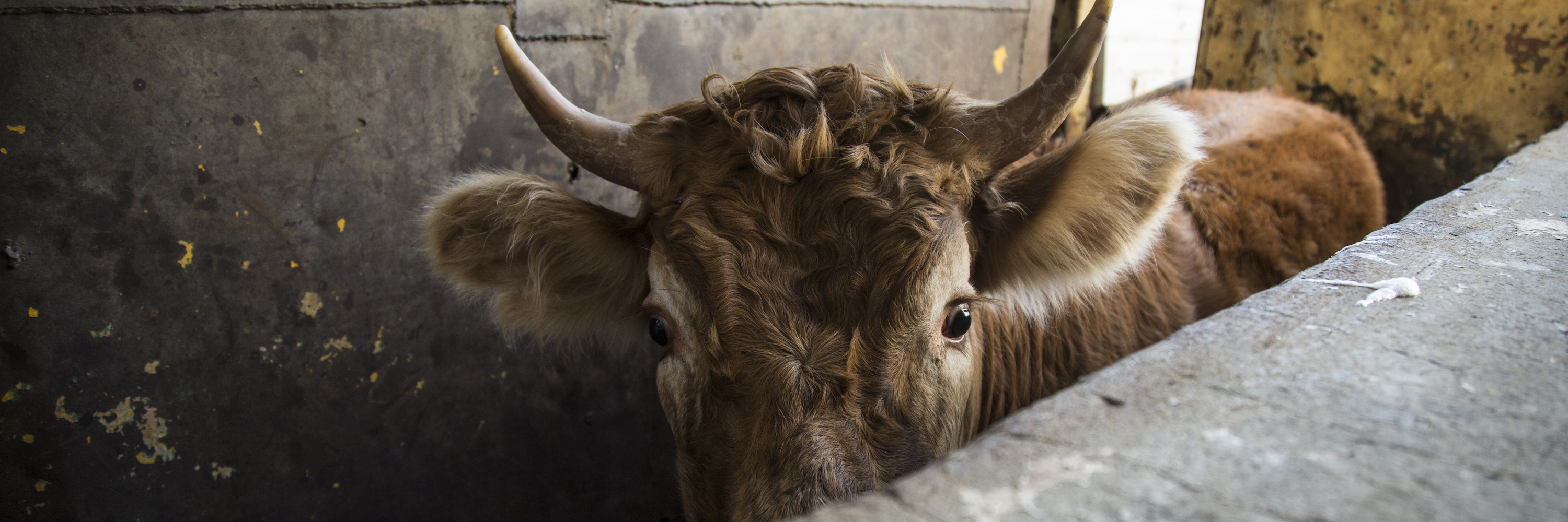 Bull,Mammal,Horn