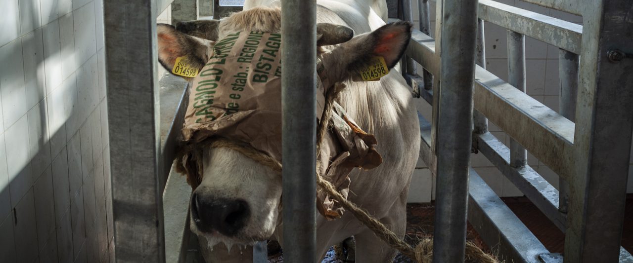 Snout,Meat,farmed animal,Metal,Pack animal,Animal product