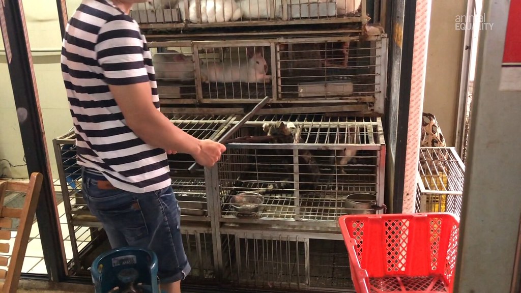 China's Dog and Cat Meat Trade Continues in 2020