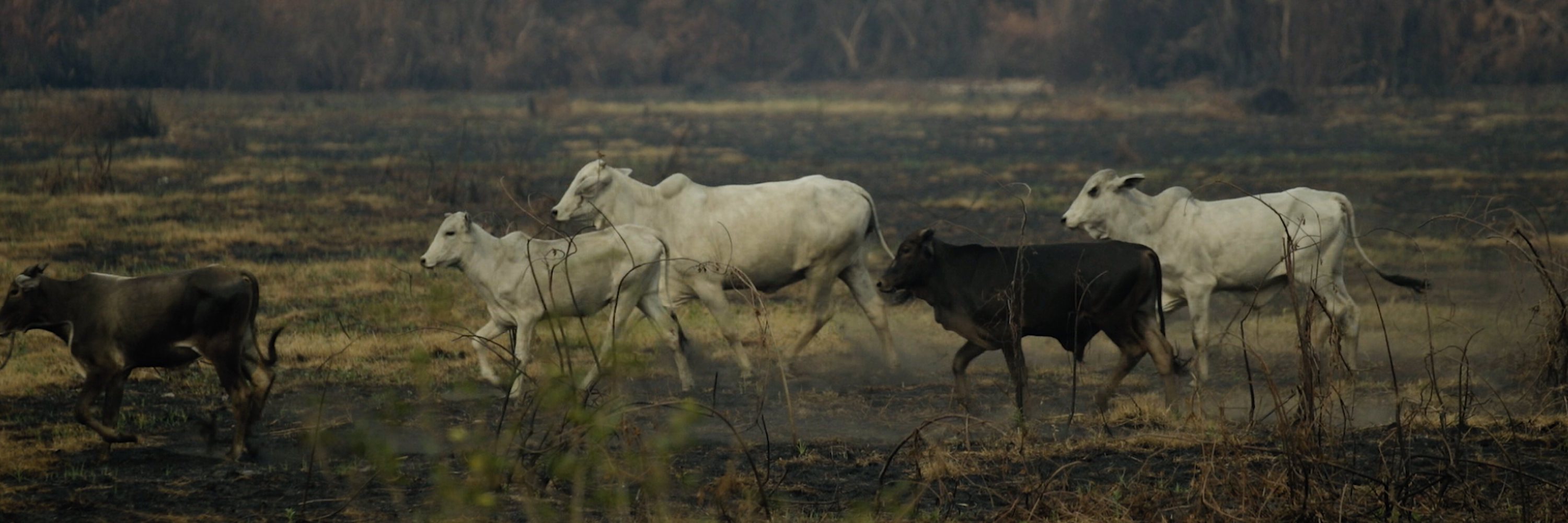 Ecoregion,Plant,Natural environment,Natural landscape,Atmospheric phenomenon,Tree,Dairy cow
