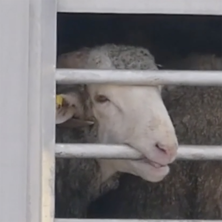 Goat,Snout,farmed animal,Goats