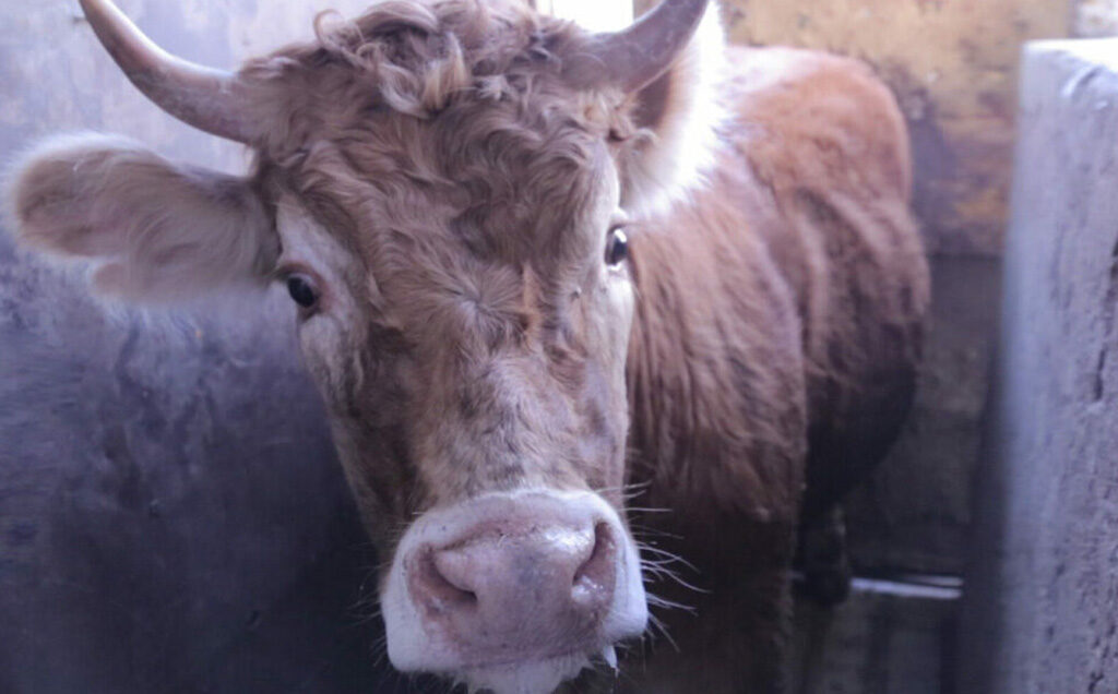 Cow in a stunning box
