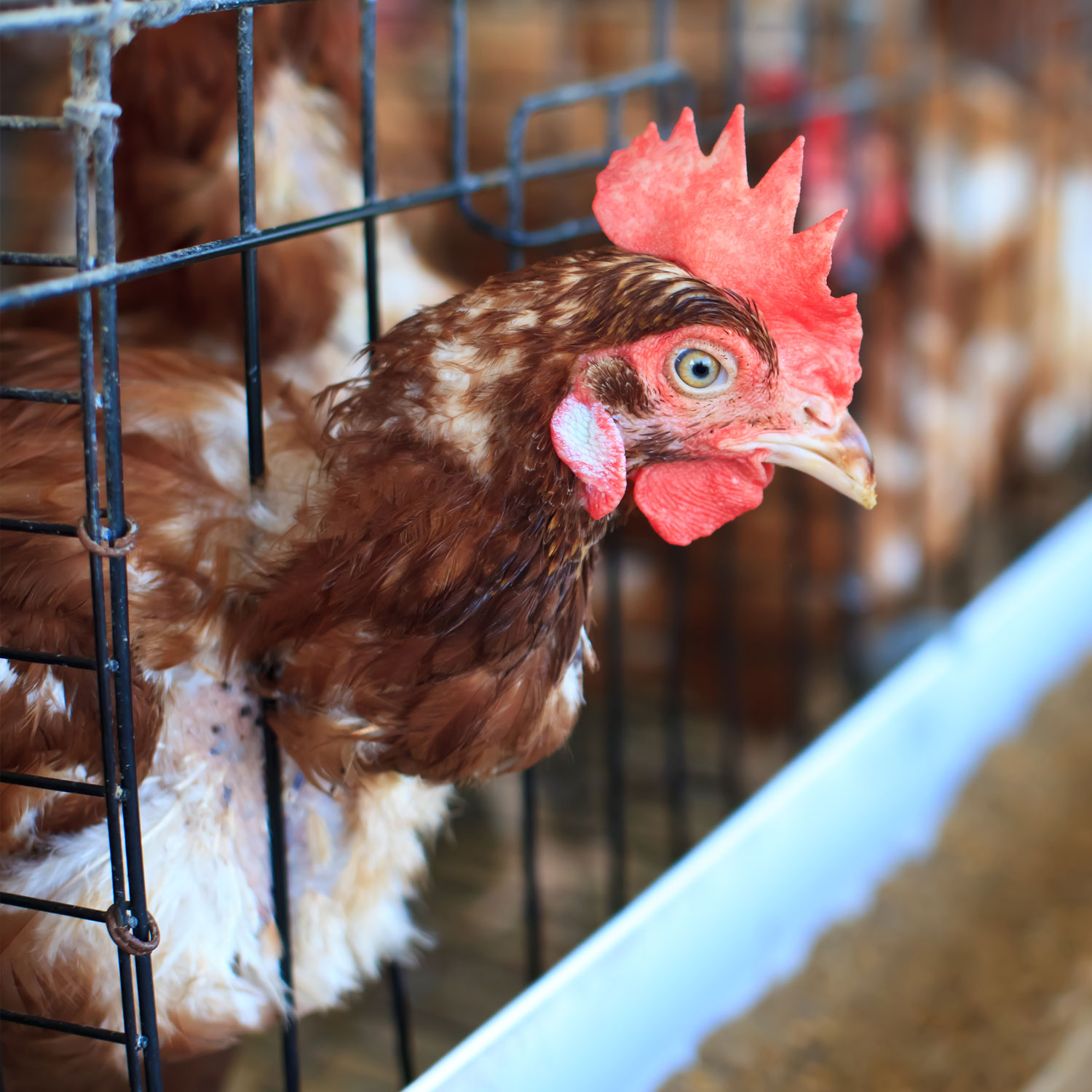 Hen used for eggs confined in a battery cage