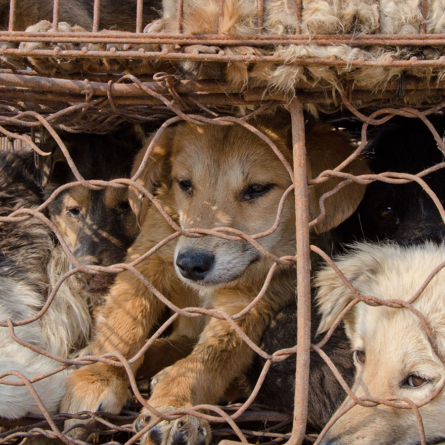 Dog,Dog breed,Whiskers,Snout,Sporting Group,Cage