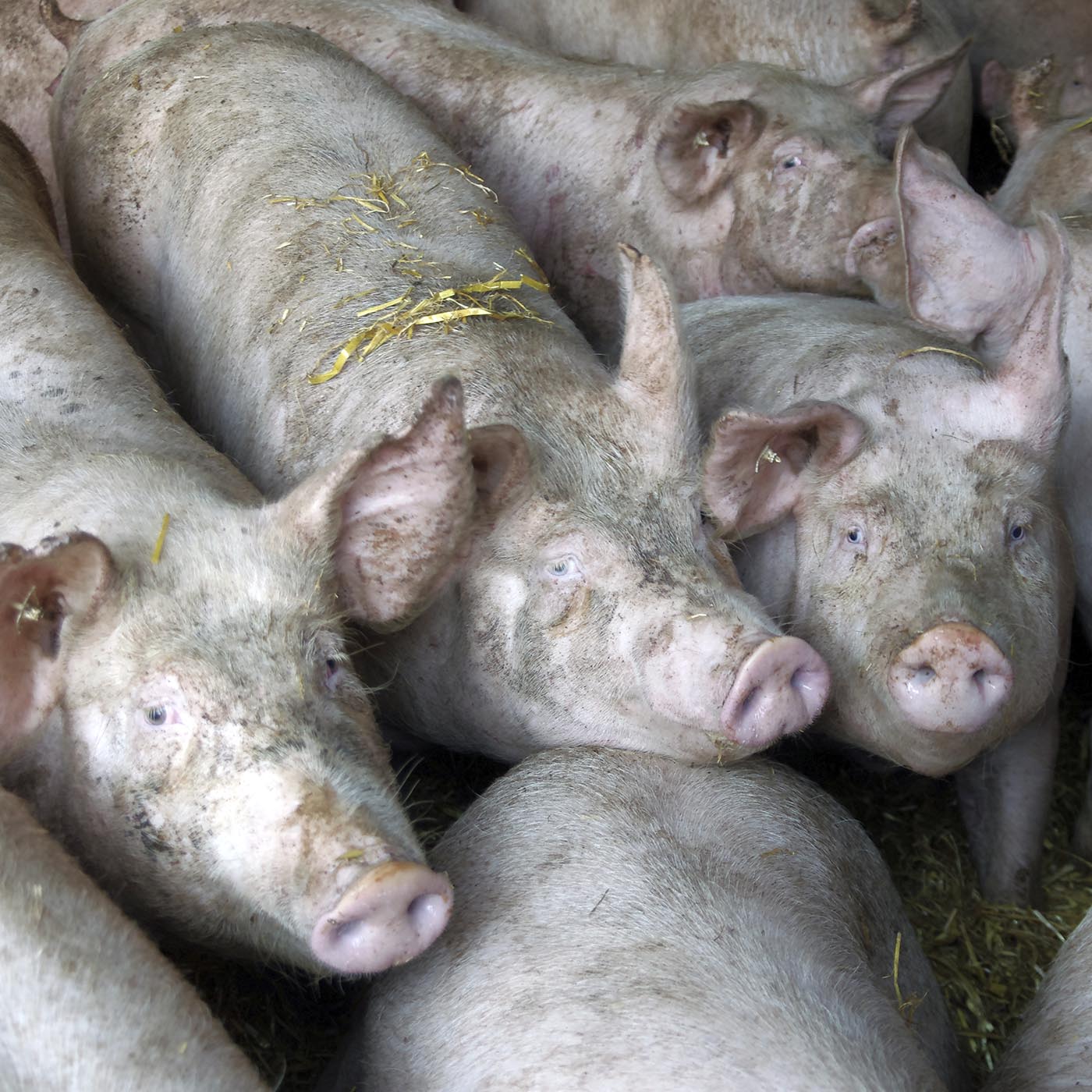 Domestic pig,Snout,farmed animal,Vegetable,Close-up,Foot
