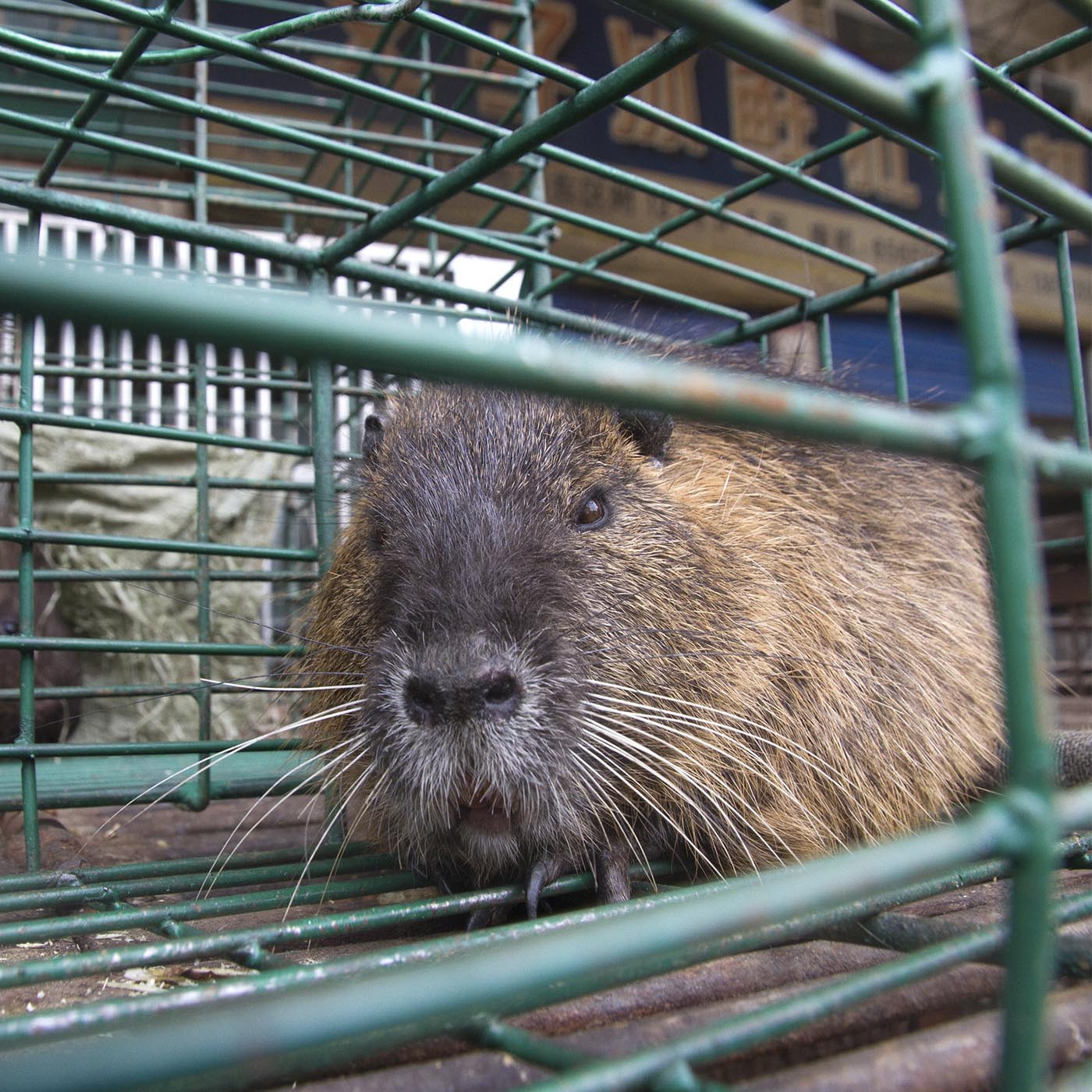 Rodent,Whiskers,Mouse,Snout,Grass