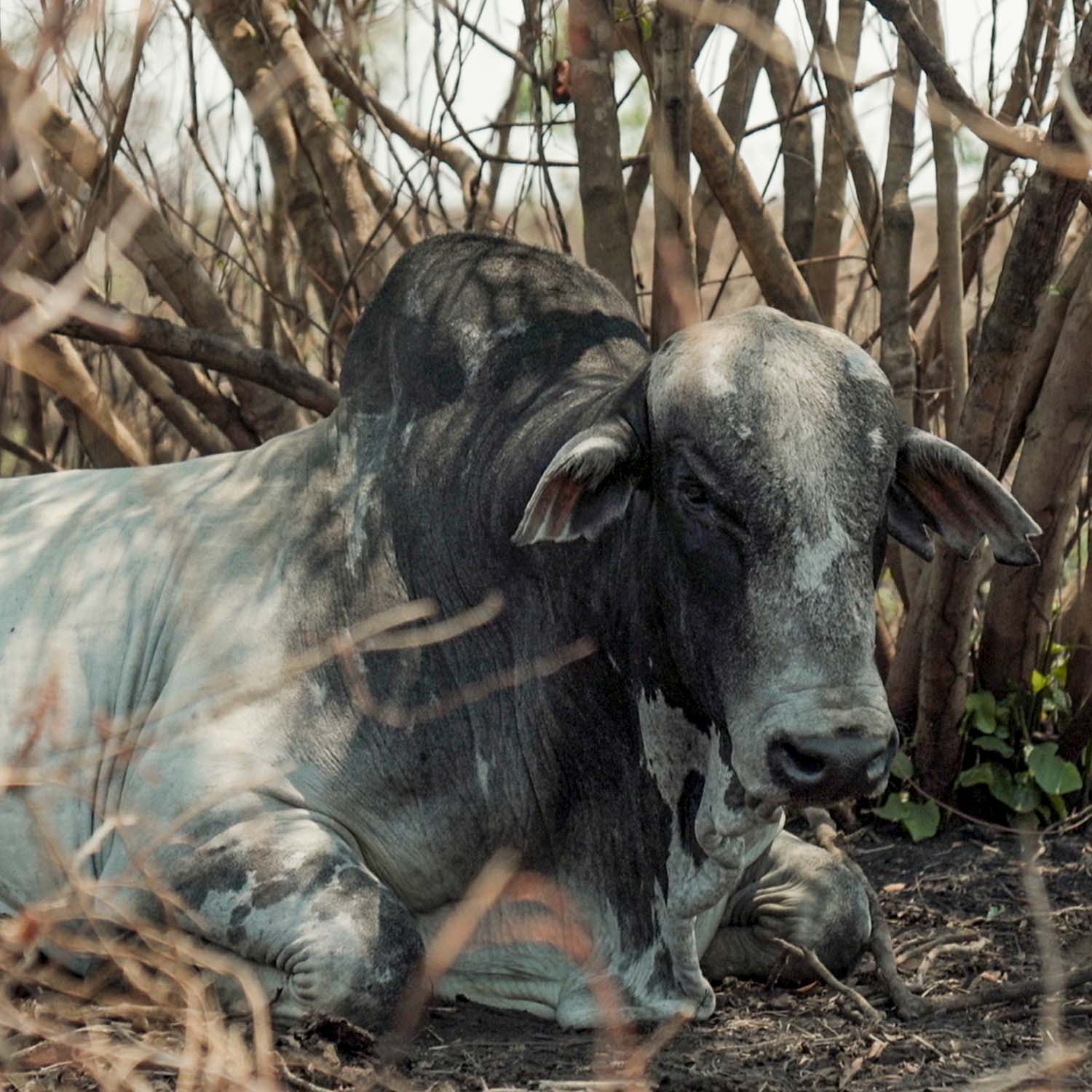 Head,Human body,Horn,Plant,Bull