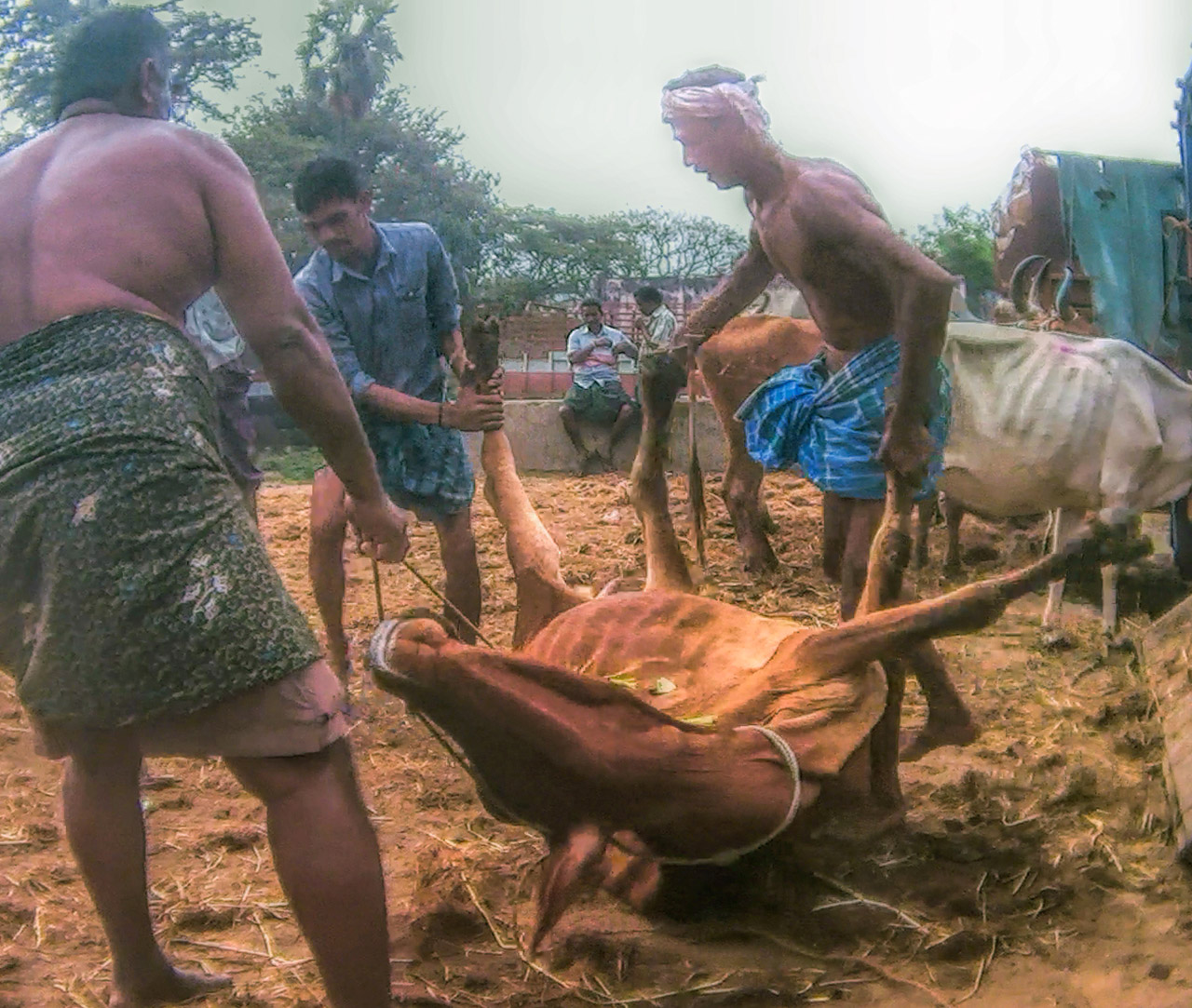 Human,Rural area,People in nature,Event,Plant