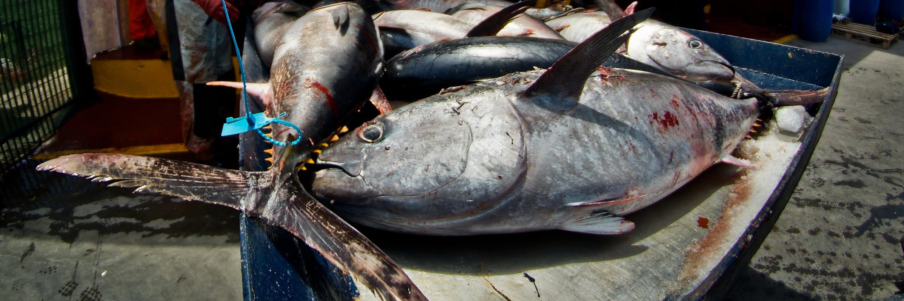 Fish,Fin,Sockeye salmon,Fish products,Seafood,Catfish,Ray-finned fish