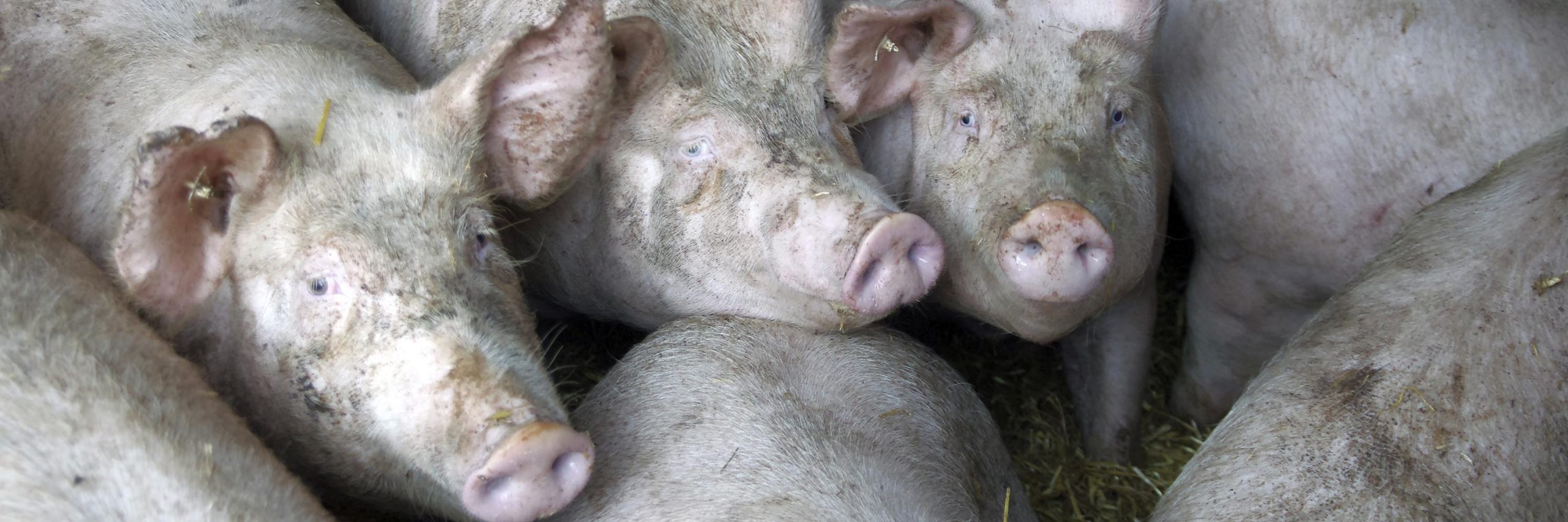 Domestic pig,Snout,farmed animal,Close-up,Vegetable