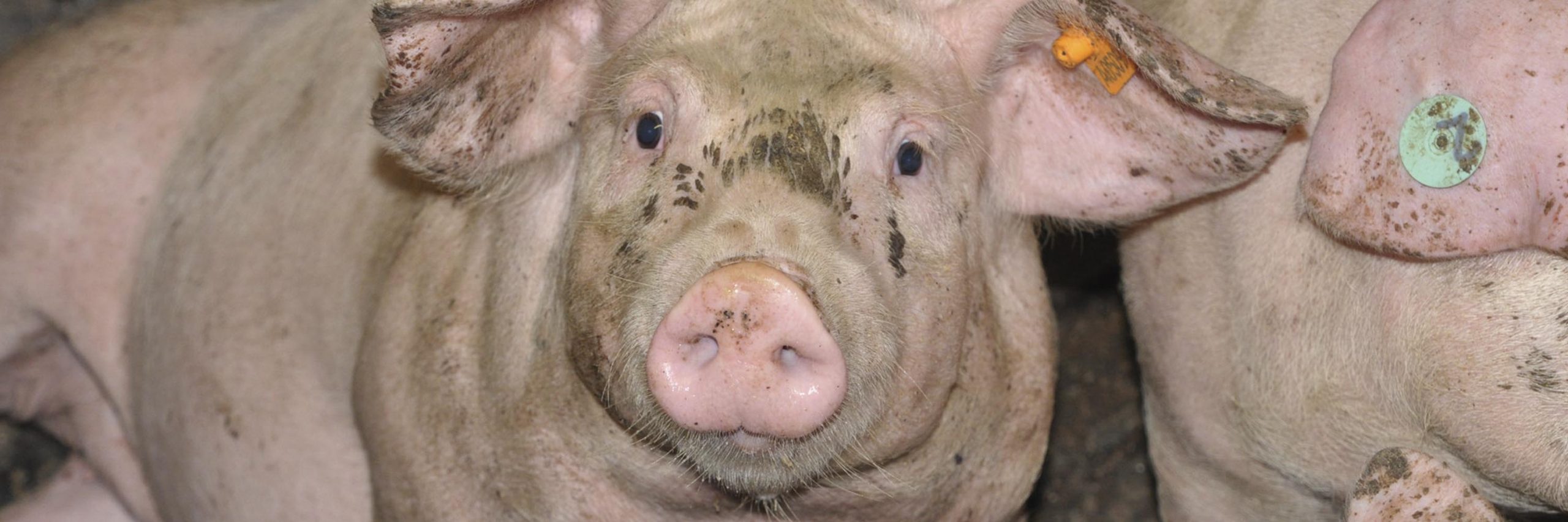 Head,Snout,Wrinkle,Close-up,Wildlife,Art