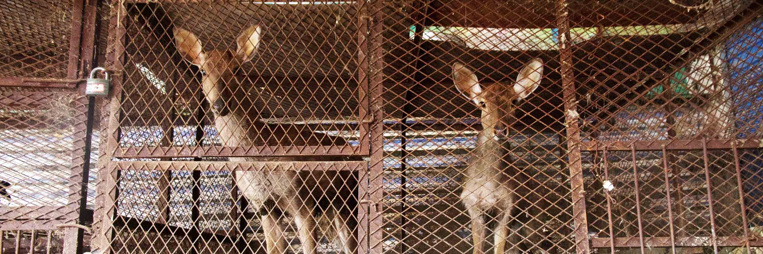 Fence,Mesh,Mammal,Wire fencing,Snout,Chain-link fencing