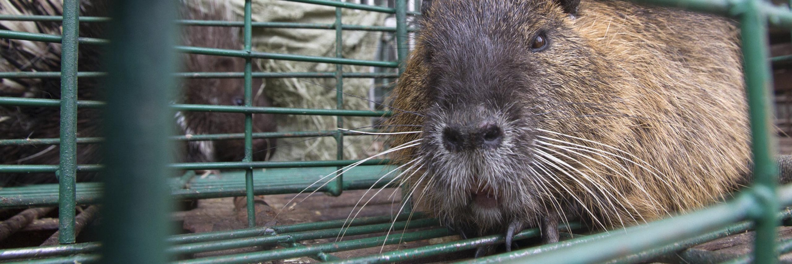 Mammal,Otter,Mustelidae,Whiskers,Grille,Snout