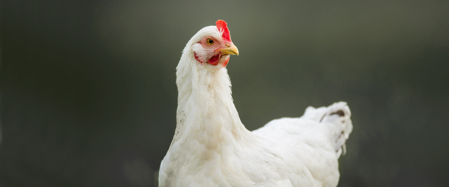 Bird,Chicken,Comb,Beak,Feather,Plant,Fowl