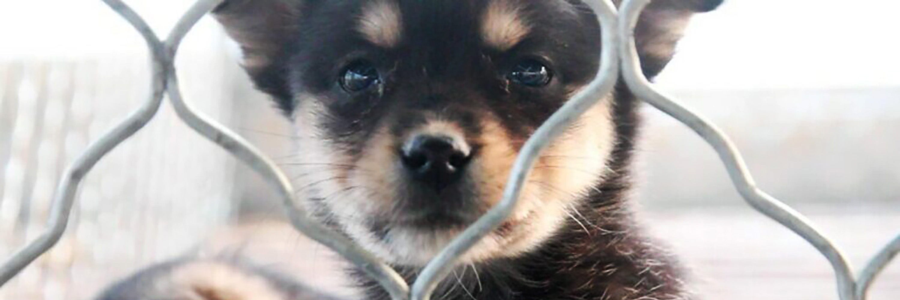 Dog,Companion dog,Whiskers,Dog breed,Toy dog,Close-up