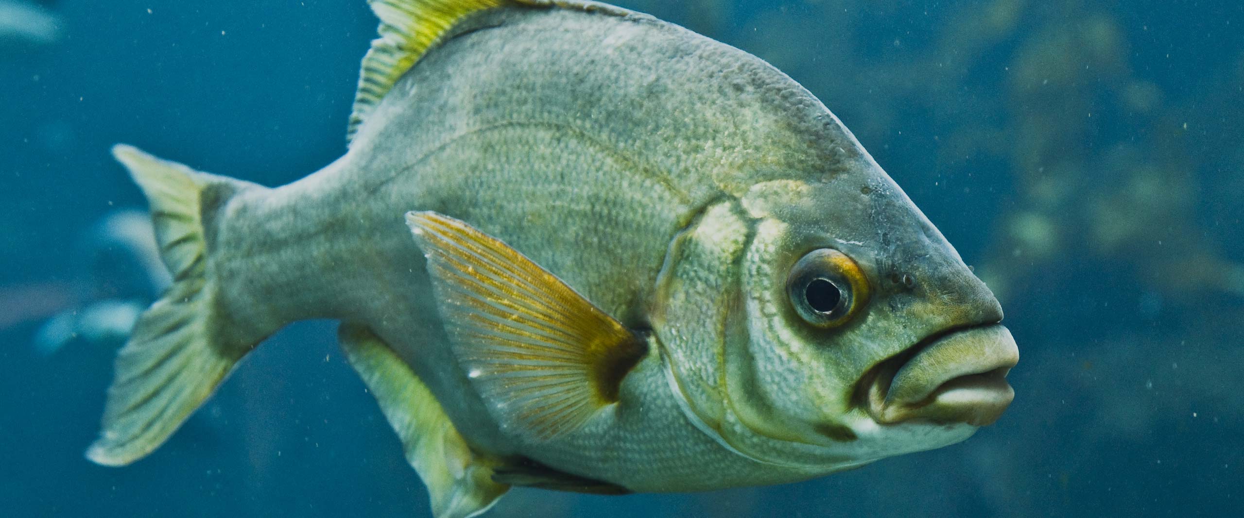 Water,Fin,Fish,Tail