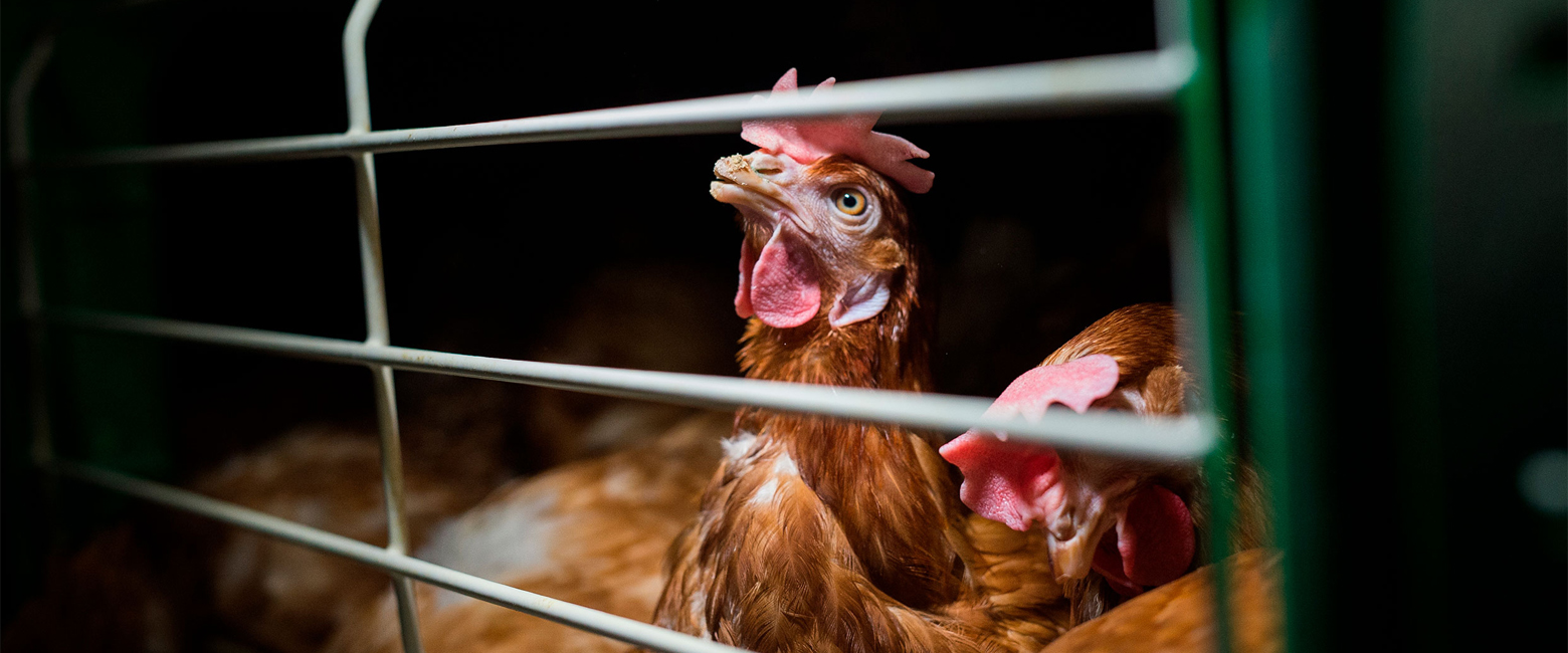 Bird,Beak,Comb,Chicken,Liver,Feather,Fence