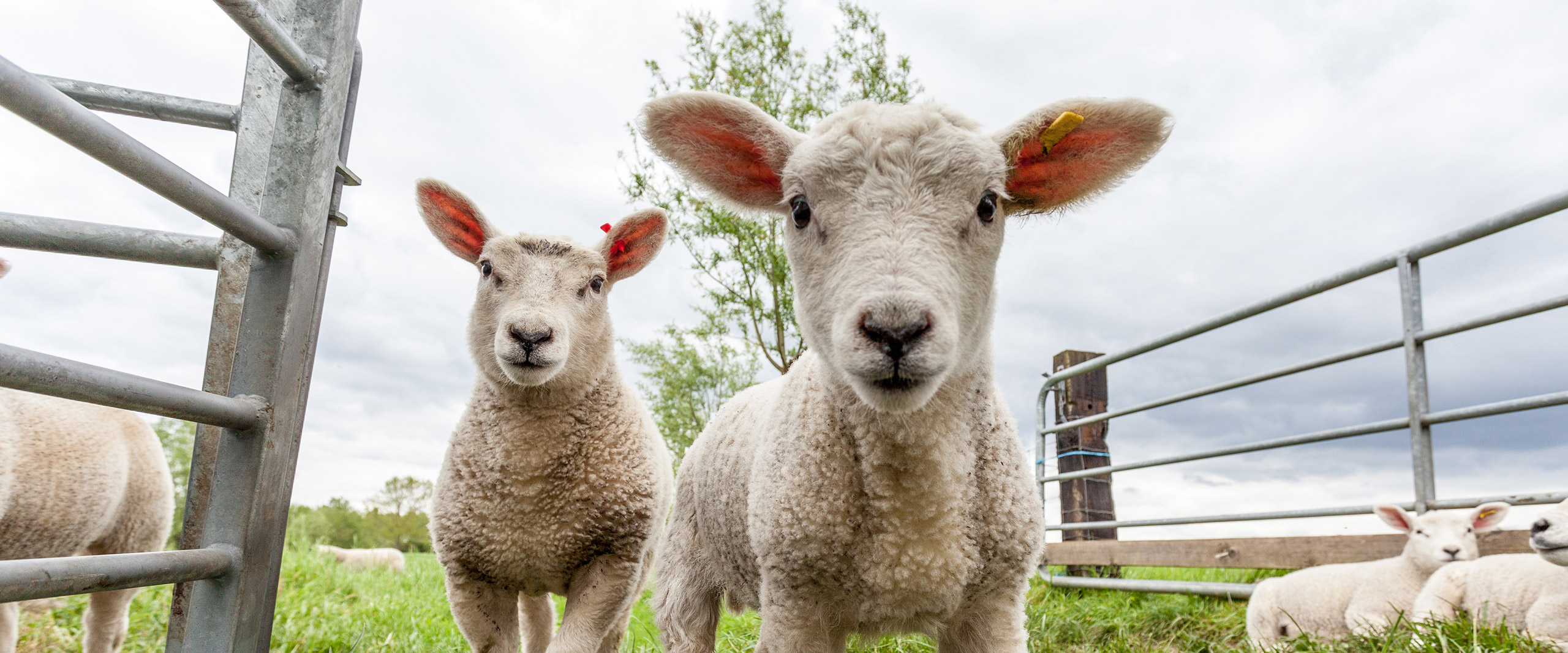 Sky,Plant,Grass,Natural landscape,Grassland,Sheep