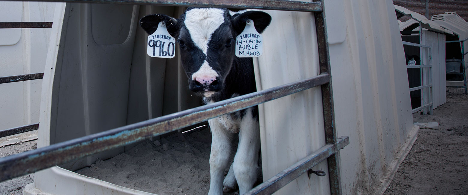 Calf alone in a hutch in a Mexican farm