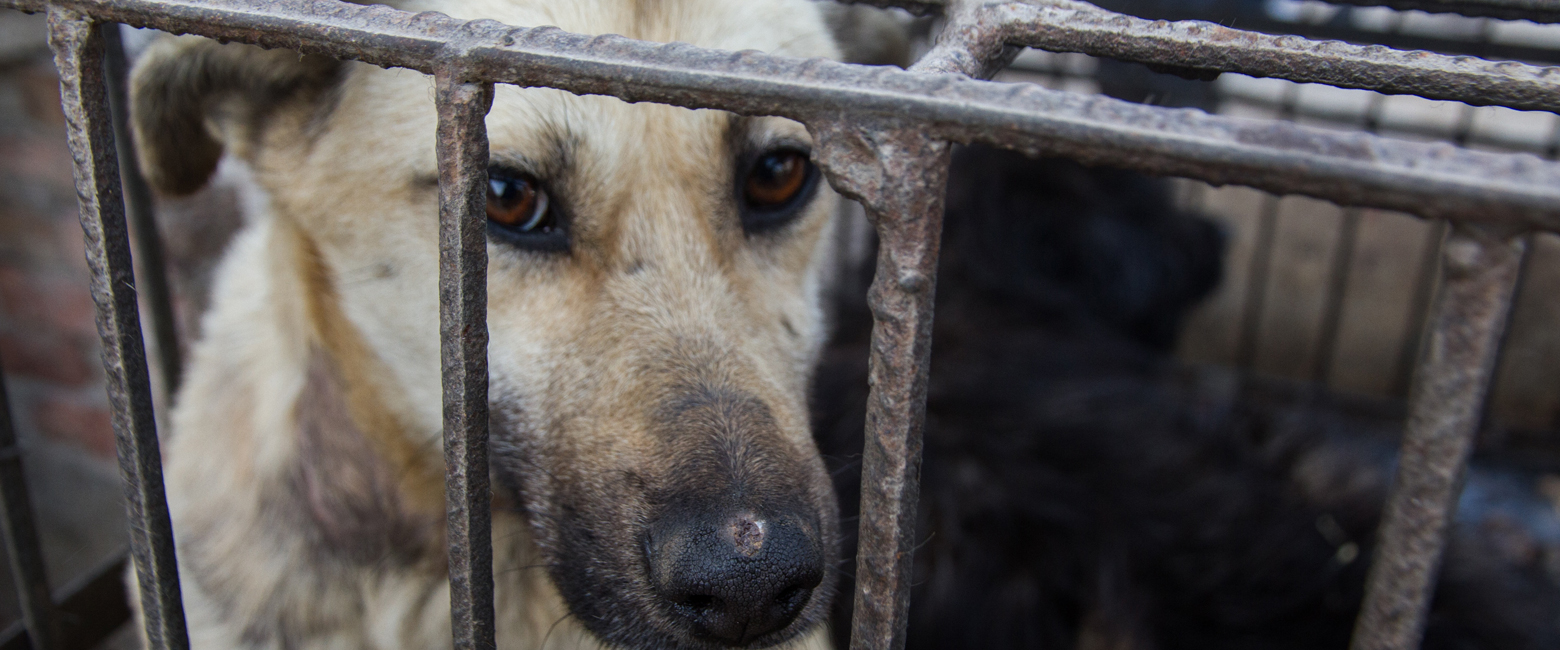 Dog,Dog breed,Fence,Whiskers,Service,Snout