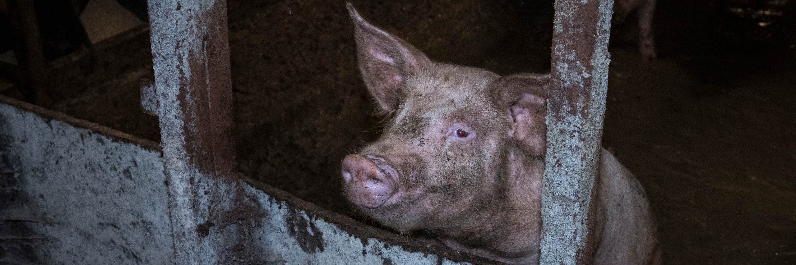 Head,Human body,Domestic pig,farmed animal,Boar,Snout