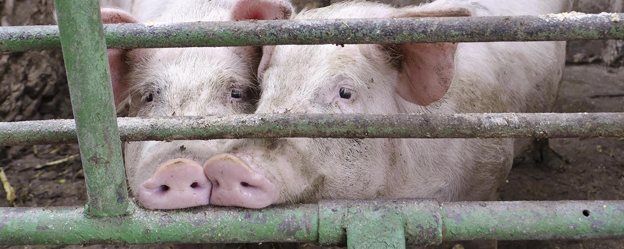 Green,Mammal,Grass,Fence,Line,Domestic pig