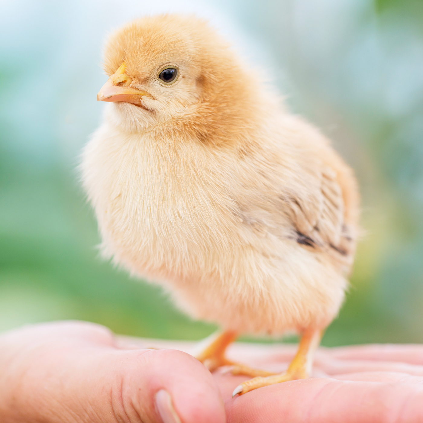 Bird,Chicken,Beak,Feather,farmed animal,Fowl,Tail