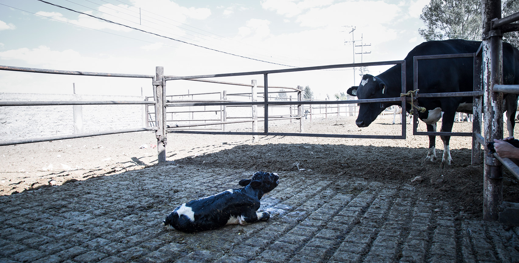 Calf separated from mother cow