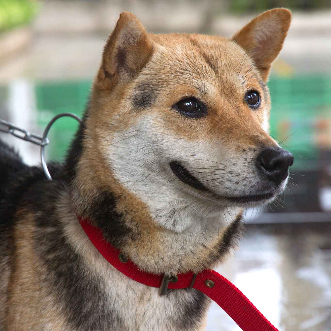 dog on leash