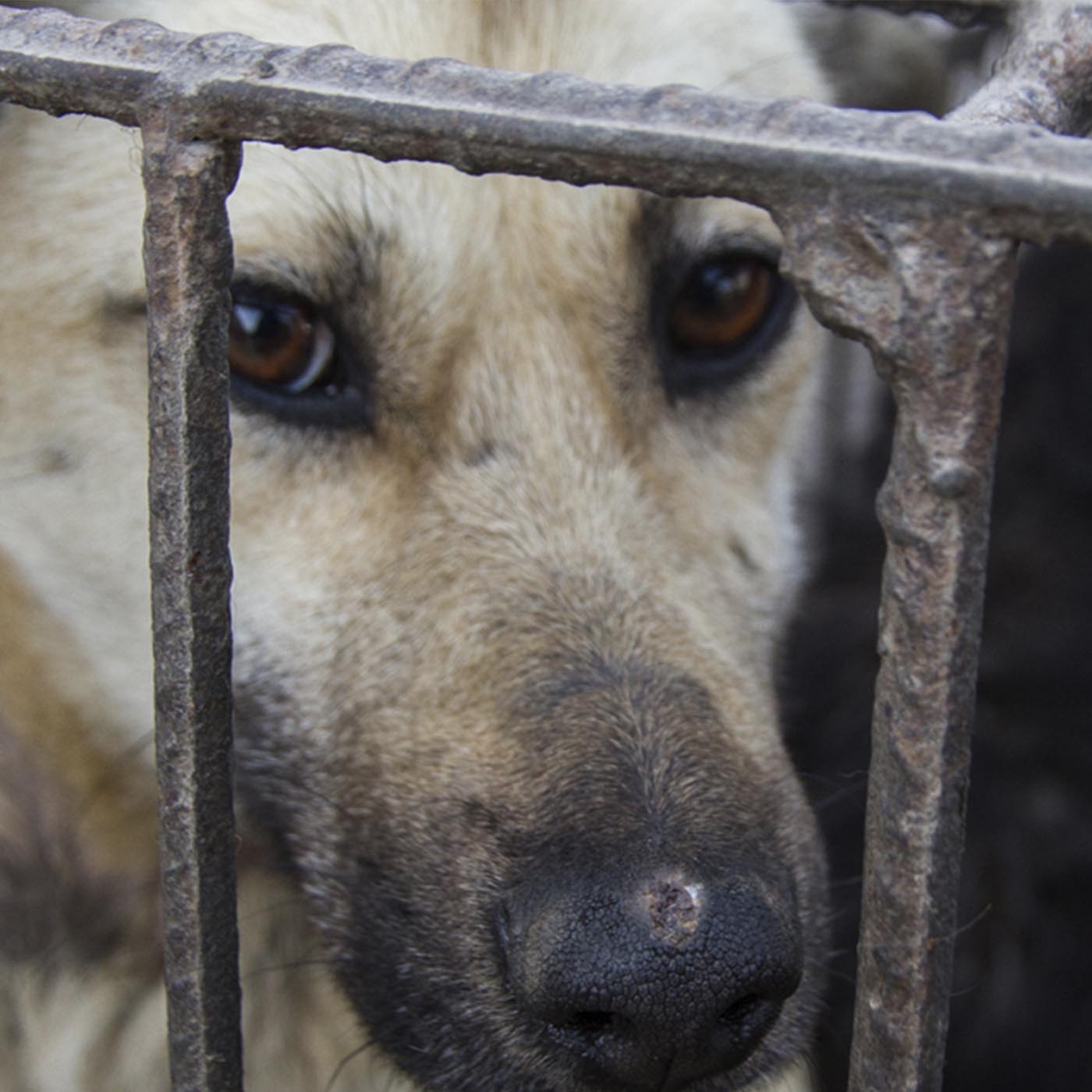 Dog,Dog breed,Fence,Mesh,Whiskers,Snout,Wire fencing