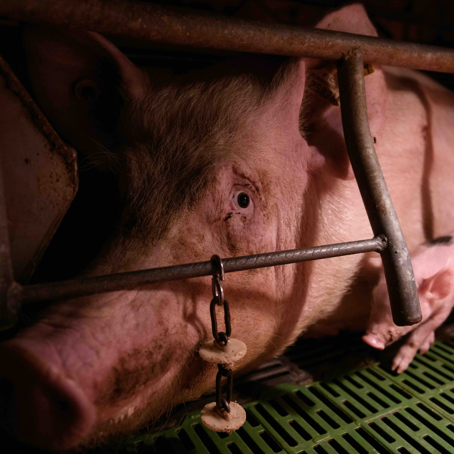 Mother pig and baby in cage