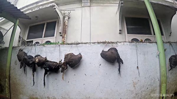 heads of dead baby cows stuffed with hay and hung up because farmers in India believe it will increase milk production by their mother cows