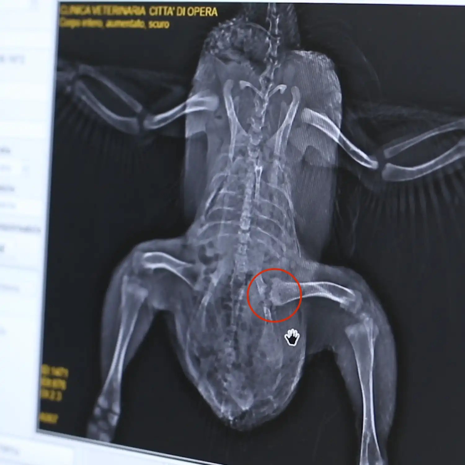 X-ray scan of a chicken