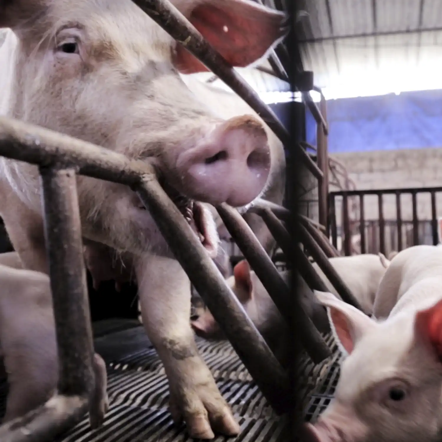 Female pig in a cage with her piglets