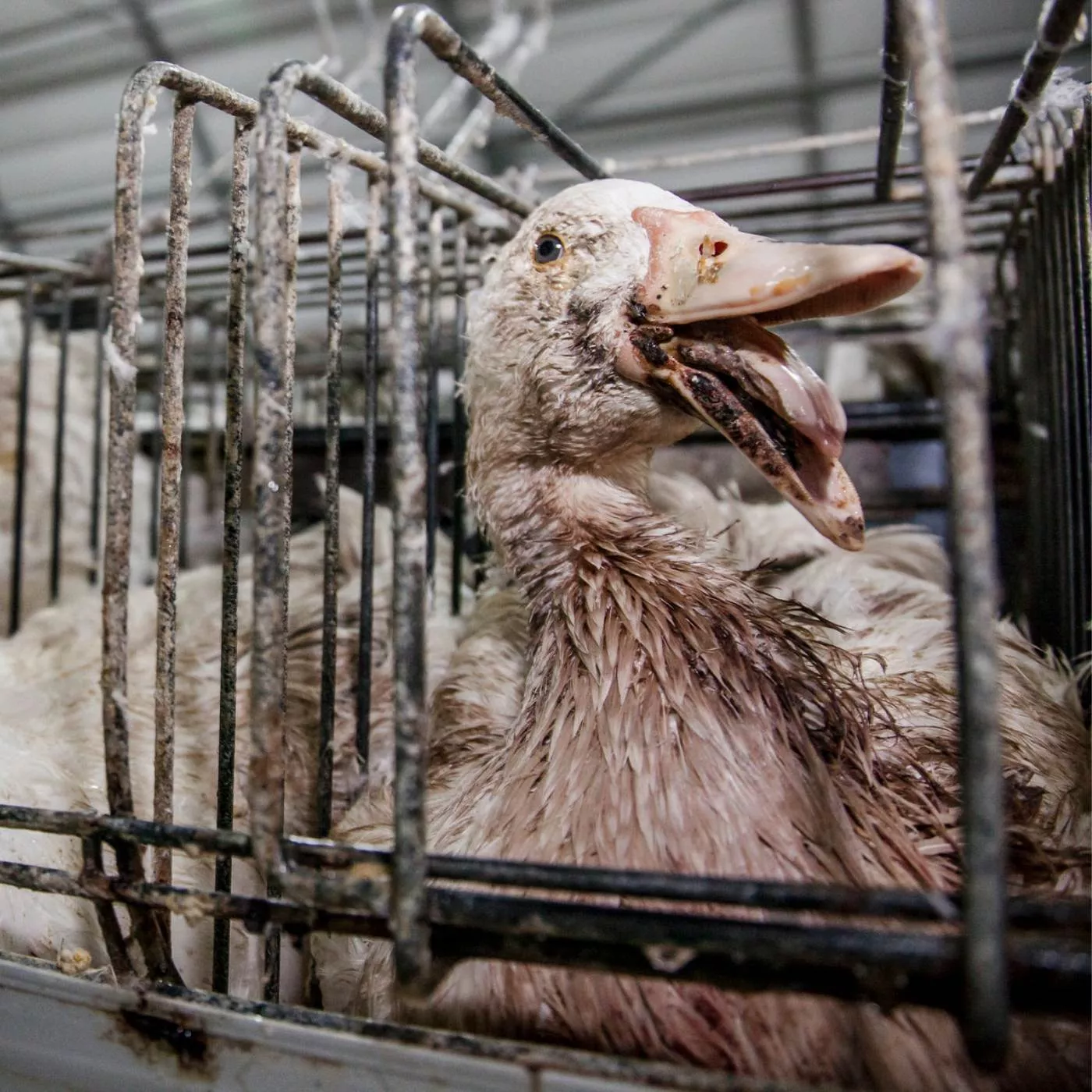 foie gras