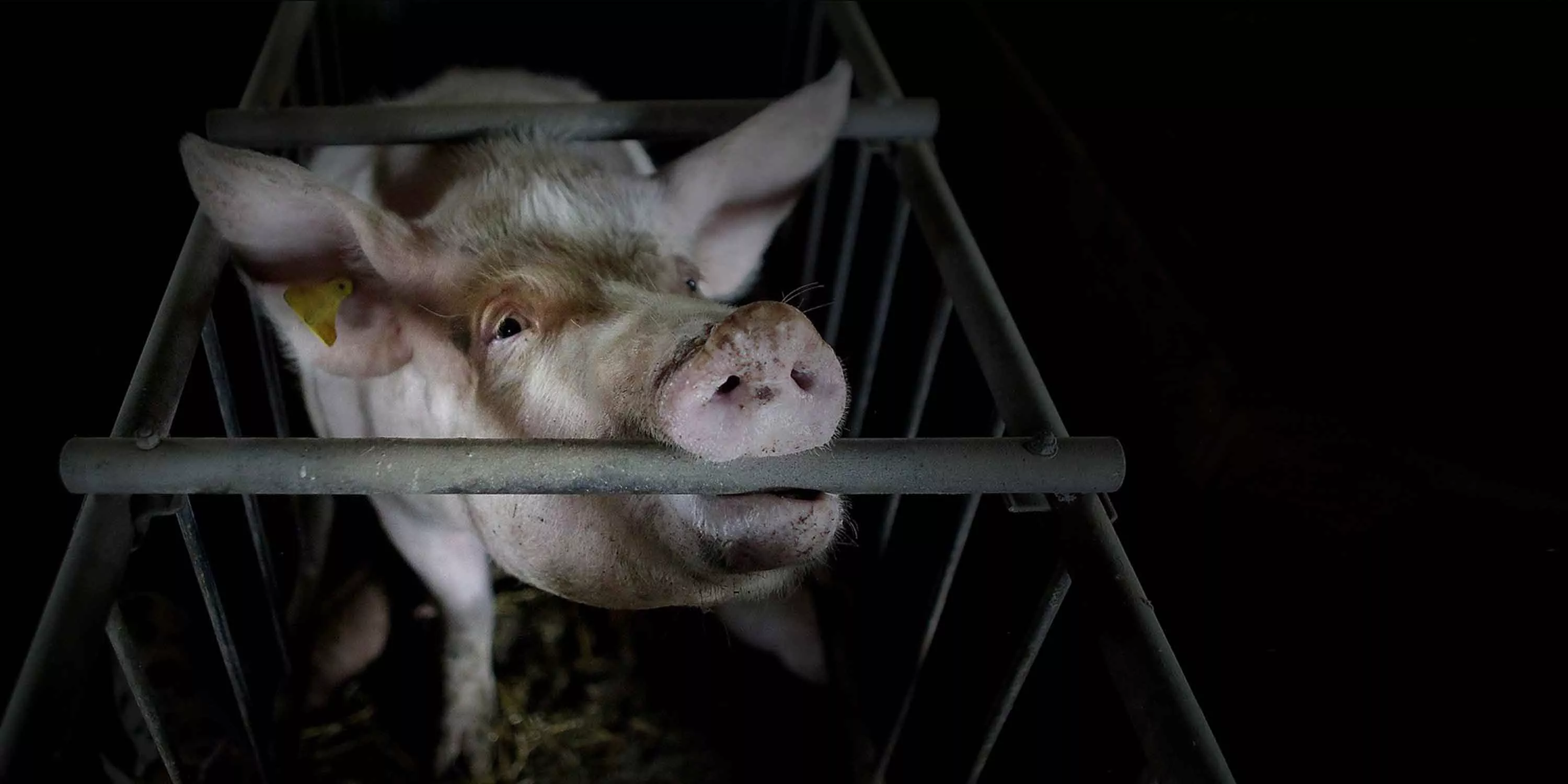 Pig in a cage biting the bar