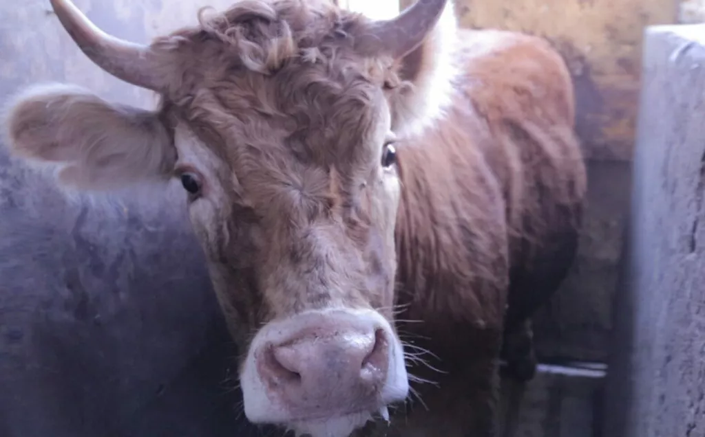 Cow in a stunning box