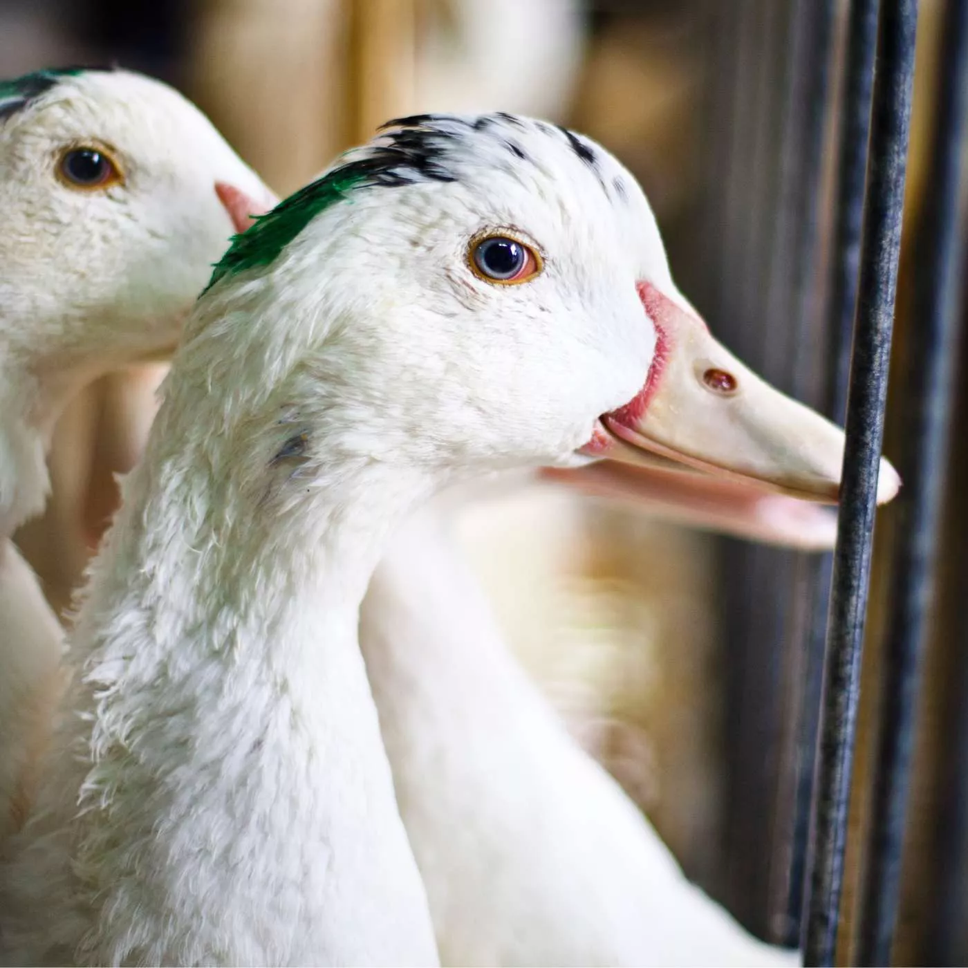 foie gras