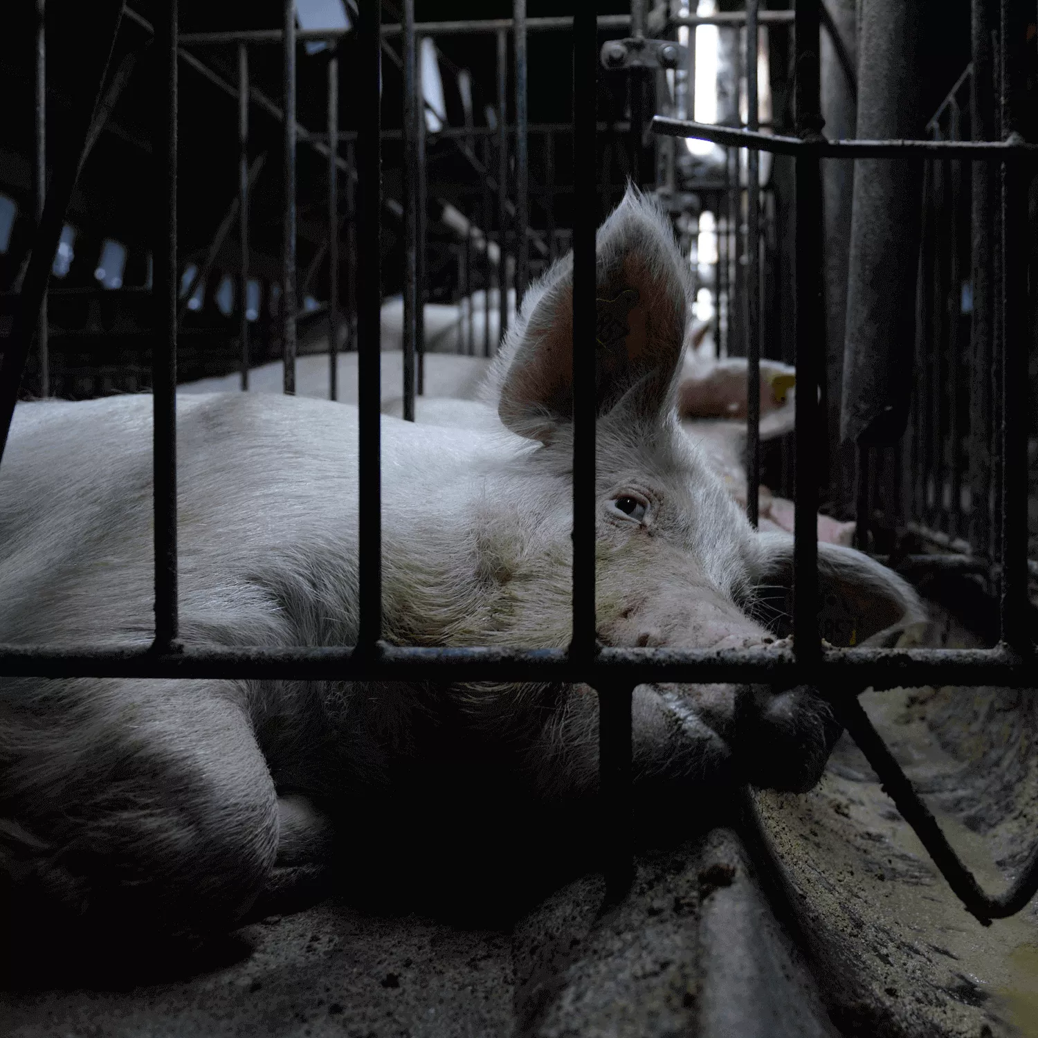 Pregnant pig confined in a cage.