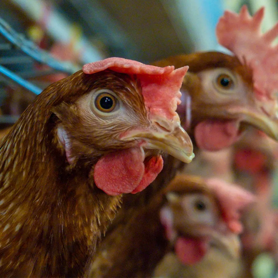 hens in cages