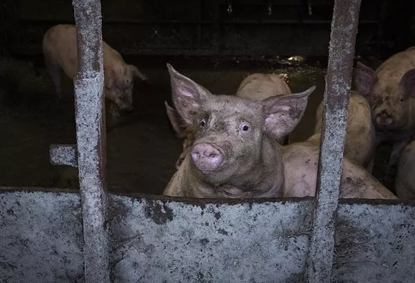 Pigs in a factory farm